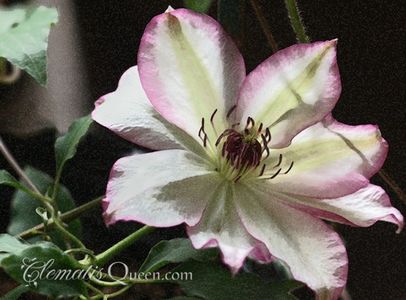 Clematis-Omoshiro-3