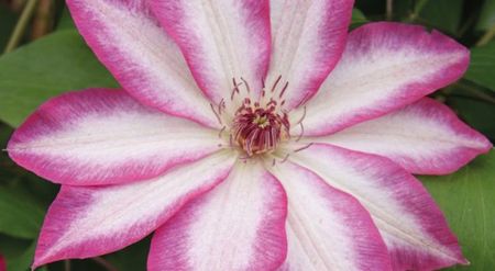 Clematis-Picotee-Kiss