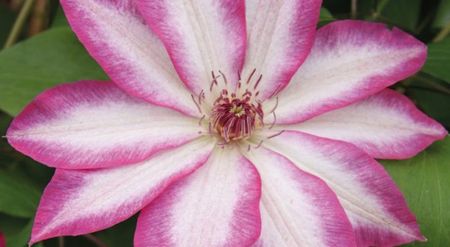 Clematis-Picotee-Kiss