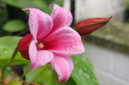 clematis-duchess-of-albany