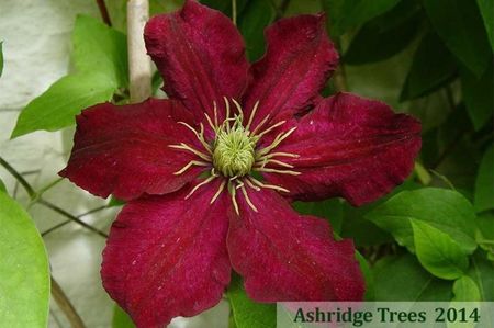 clematis-niobe_862_5