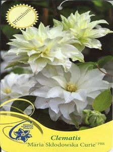 Clematis Maria Sklodowska Curie