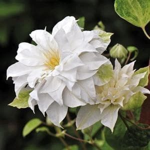 DETA_-_Clematis-MADAME-MARIA-_Clematis_