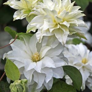 madame_maria_clematis_blooms