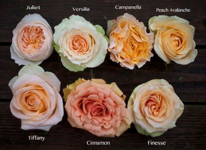The Peach Rose Study