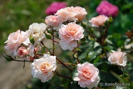 ROSA Micol Fontana- 2