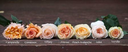 Peach-Roses-from-Amatos1-The Peach Rose Study