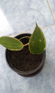 Hoya Macrophylla variegata