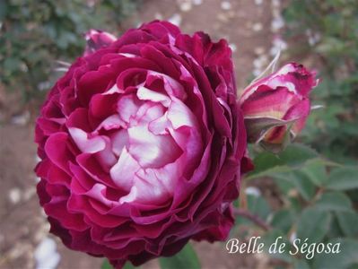 belle de segosa-