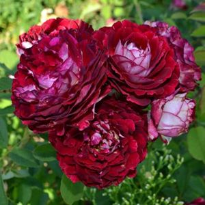 belle_de_segosa_rose_6