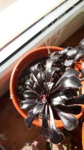 Aeonium