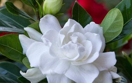 Gardenia parfumatã