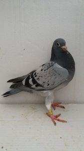vandut