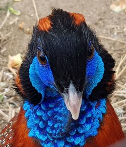 tragopan temik