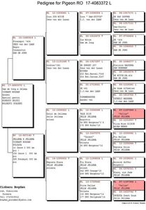 RO-17-4083372-M-pedigree