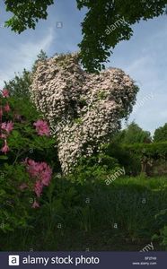 clematis-montana-elizabeth-scrambling-over-old-apple-