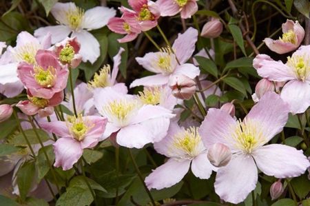 Clematis Elizabeth