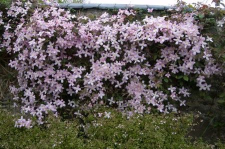 Clematis_Elizabeth