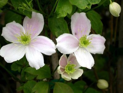 clematis-montana-rubens-pinkperfection-tl-01-gpp