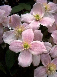 clematis montana rubens