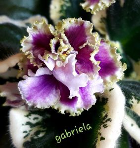 Spring Dancer Sport epuizat