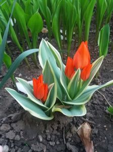 unicum tulip