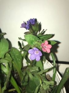 Pulmonaria Officinalis