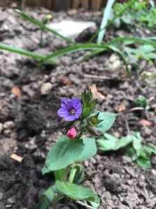 Pulmonaria Officinalis