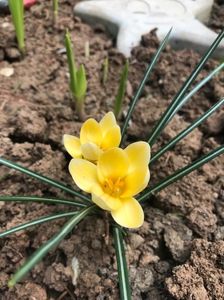 Crocus