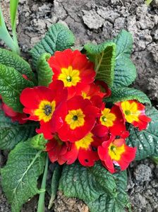Primula