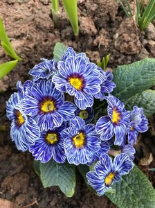 Primula Blue Zebra