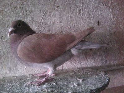 femela-2018; Femelă 2018,meulemans -aarden. Pierdut mai,2019.
