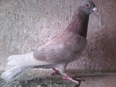 mascul-2018; meulemans-aarden,pierdut 2019.
