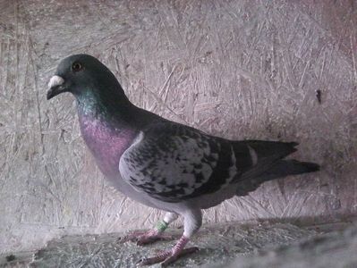 mascul-2018; Mascul tardiv din perechea 1.Pierdut ,mai ,revenit după 3 săptămâni.
