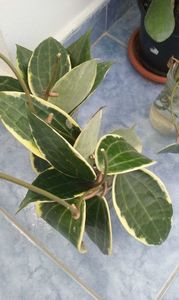 Hoya Macrophylla variegata la inradacinat