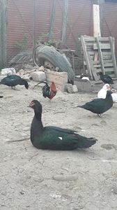 VideoCapture_20190324-210117