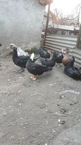 VideoCapture_20190221-161929