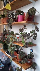 Episcia 2019