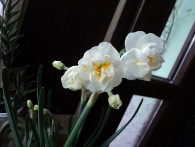 Erlicheer , 28 03 2019