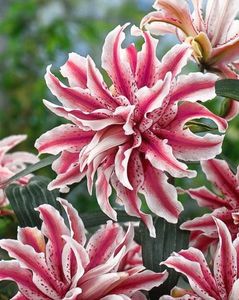 lilies-magic-star-