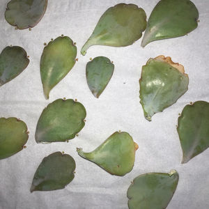 ; si copii de Kalanchoe Fedtschenkoi :)  nu pot sa cred ce capacitate de inmultire are aceasta planta.
