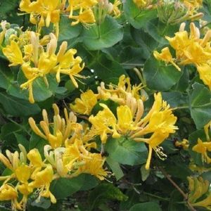 lonicera tellmanniana