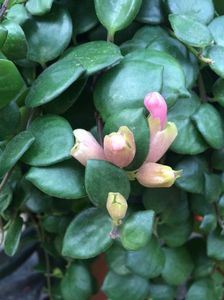 Aeschinanthus „Pink Polska“