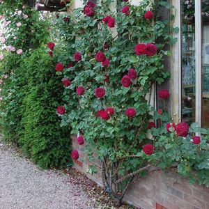 falstaff; English--DAustin shrub rose, h125cm, W 100cm,strong Old Rose fragrance
