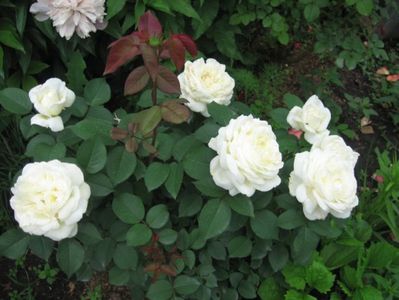 Jeanne moreau granfiflora rose bush, lemon