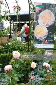 domaine de chantilly floribunda, fruit scent