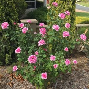 YVES PIAGET climbing rose strong fragrance, h200 w 150cm