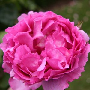 piaget grandiflora