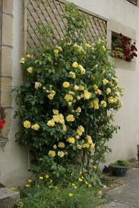 SOLEIL VERTICAL Delbard, fragrant