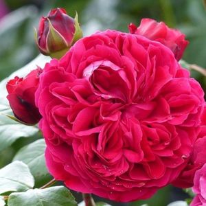 Red-Leonardo-da-Vinci-Meiangele florifer h70cm w60
